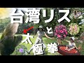 台湾リスがいる公園🐿️から台湾鉄道に乗って遠方へ🚆【台湾二日目】