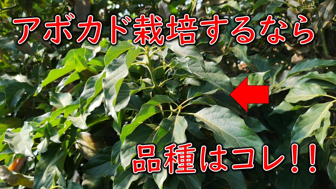 アボカド栽培 開花の様子と人工授粉ついて 第２話 Youtube