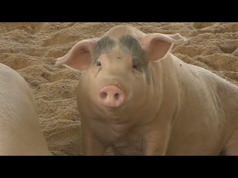 걸리면 죽는 아프리카돼지열병…갈 길 먼 백신 개발 / 연합뉴스TV (YonhapnewsTV)