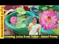 How to Grow Lotus from Tubers | Amery Peony Lotus | Growing Lotus from Tuber Full Update