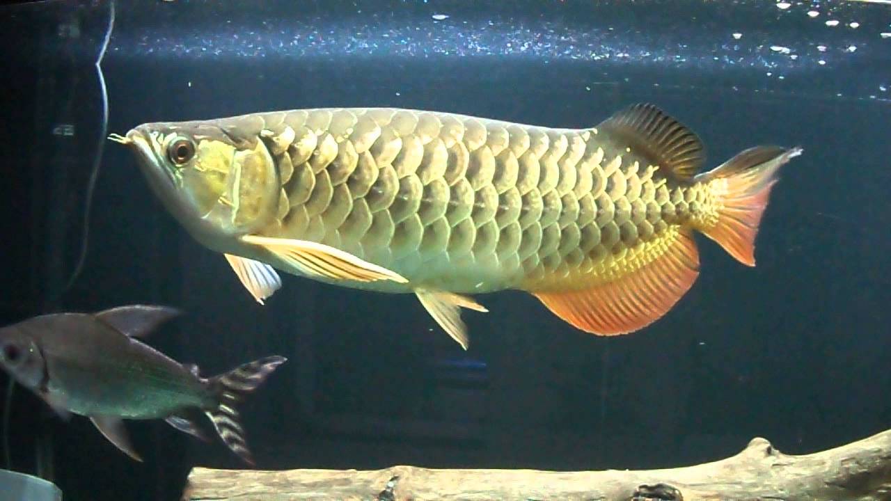 Super high back arowana price