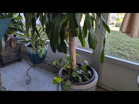 Fixing root bound plants plus up-potting house plants