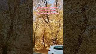 Обзор Алматы! #алматы #воспоминания #город #любовь #роднойгород #казахстан #друзья #топ #кино #рек