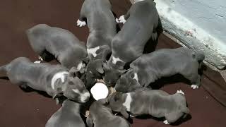 American bully pocket puppies feeding time