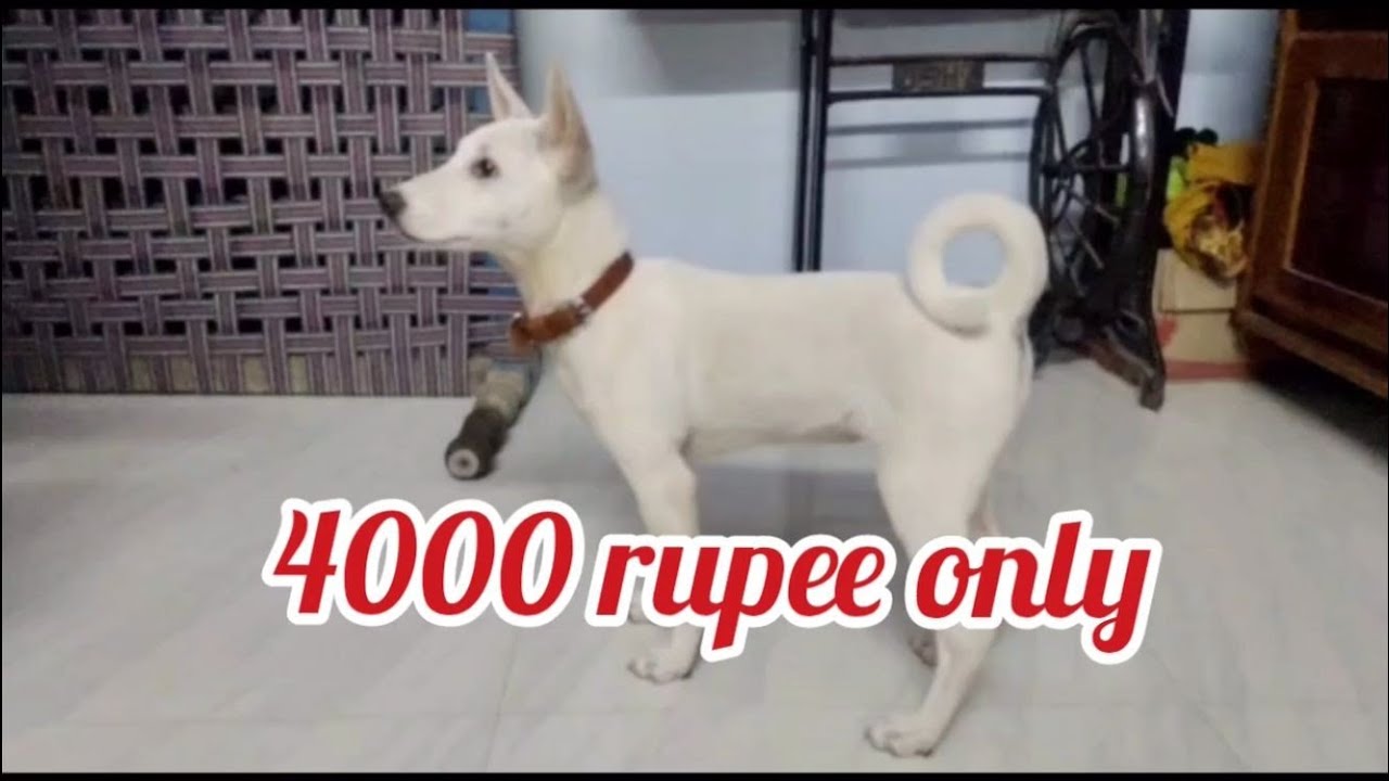 Labrador cross breed for sale|9392295611|vijayawada|dog market in vijayawada