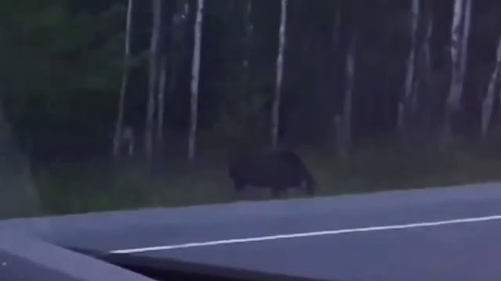 Weird Monster Stalking Moose In Canadian Woods [FULL VIDEO]