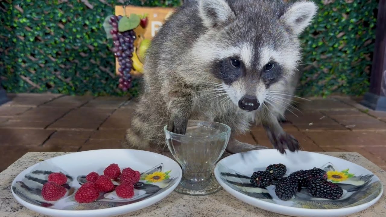 Raccoon Diet: Ultimate Guide to What Raccoons Really Eat