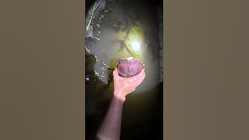 thả cụ rùa về với thiên nhiên #chauphamvlog #rua #soidem