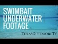Swimbait Underwater Video and Review (H2O XPRESS 4.5" Bluegill)