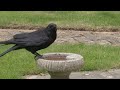 crow drinking