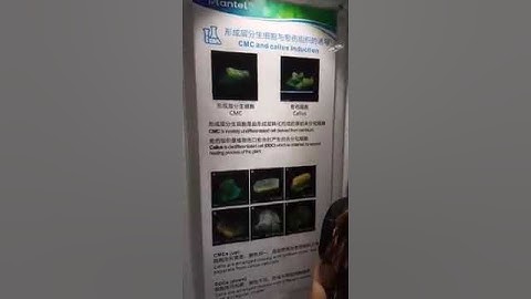 Tế Bào Gốc thực vật - Nhân Sâm 50 năm