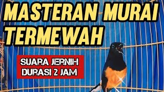 MASTERAN Murai Batu TERMEWAH Full Isian Full Tembakan Full MATERI JUARA