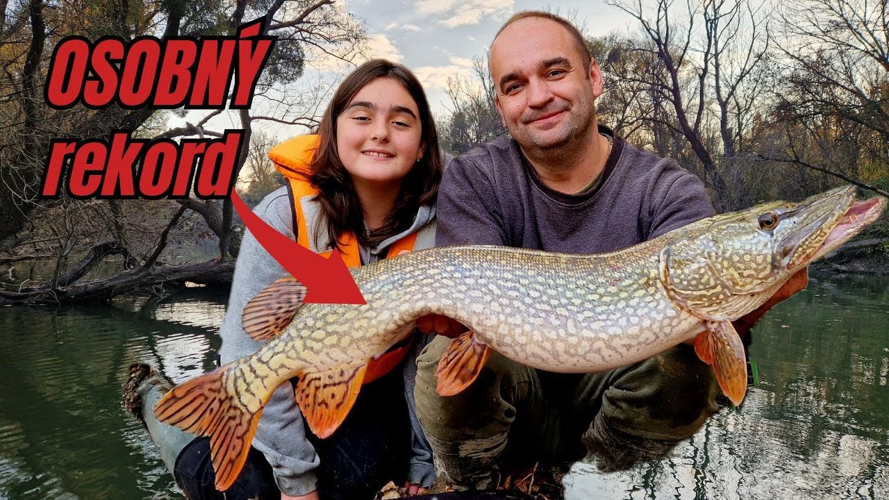 Rieka BODROG - Obrovská ŠŤUKA - Osobný rekord -  ZUBÁČ - SUMEC - Lov riečnych rýb