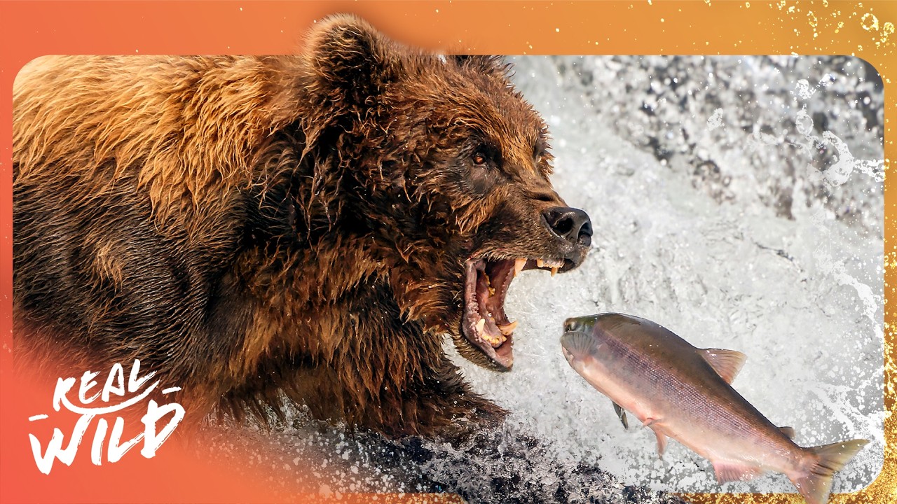 Documentary backdrop image for Canada's DEADLIEST Predators Feasting on 100,000 Salmon (2025)