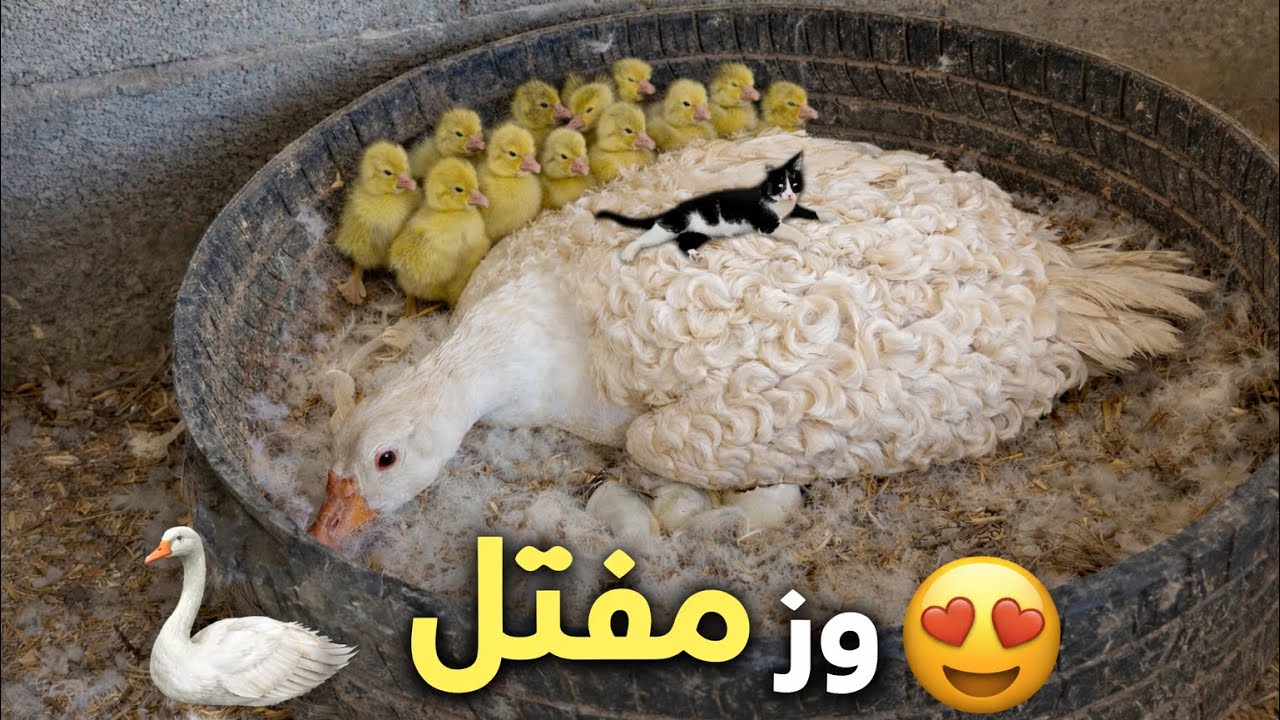 انتاج الوز سلاله نادره😍❤️
