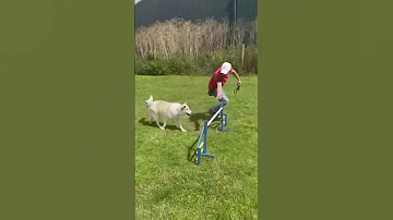Dog Dogs Dogtraining Https Www Facebook Com Share 1CycvddiEH Mibextid WwXIfr 