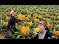 The dwarf family harvests pineapples together to sell - Picking tea leaves with their neighbors