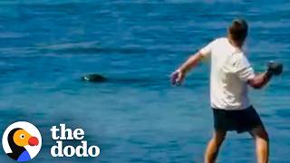 Tourist Arrested After Harassing Endangered Monk Seal In Hawaii | The Dodo
