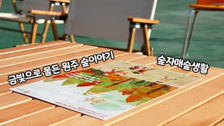 숲으로 가면 생기는 일. feat. 골든 포레스트