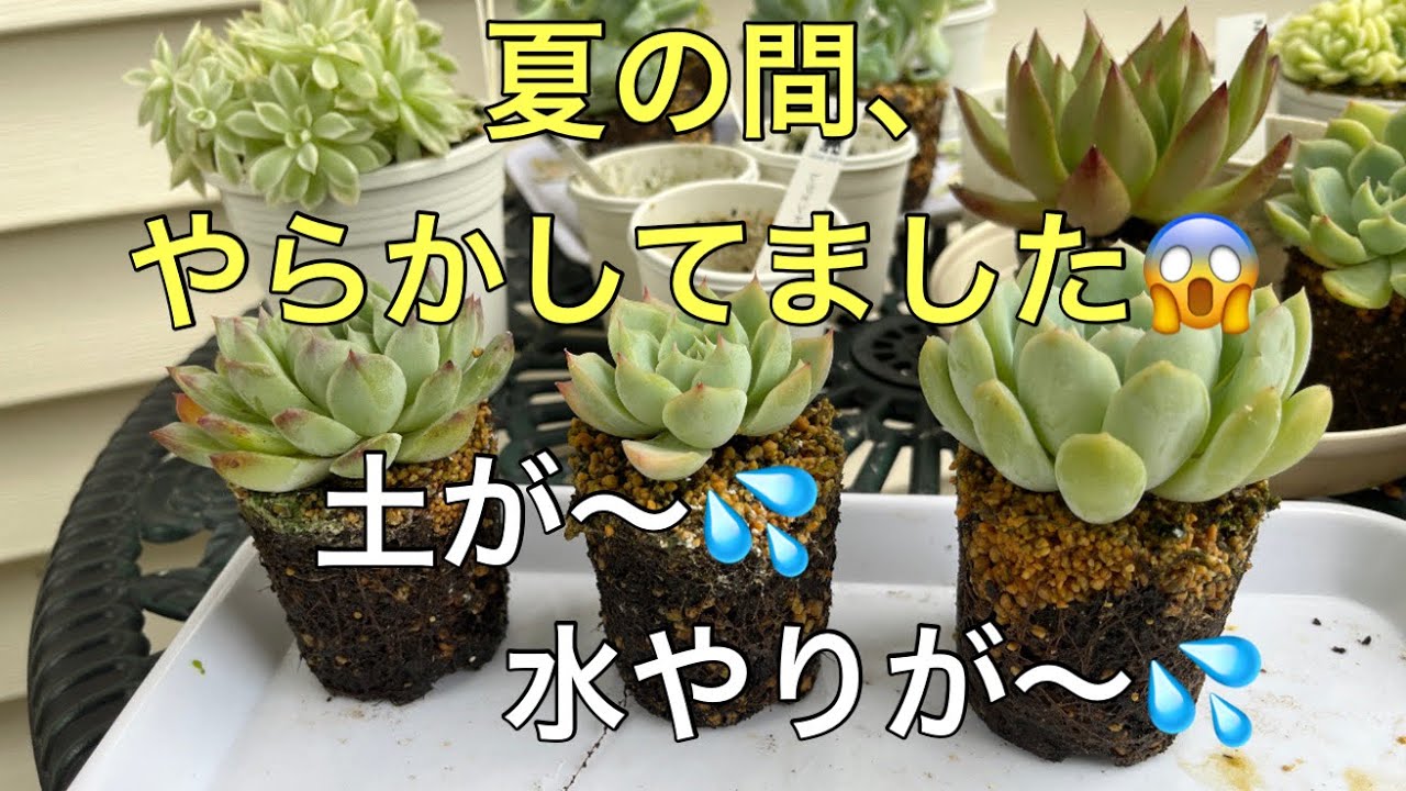 Vlog118】夏の間、やらかしてました😱土が〜💦水やりが〜💦 - YouTube