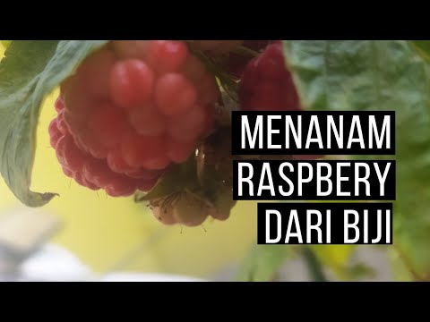 Video: Memulai Menanam Raspberry
