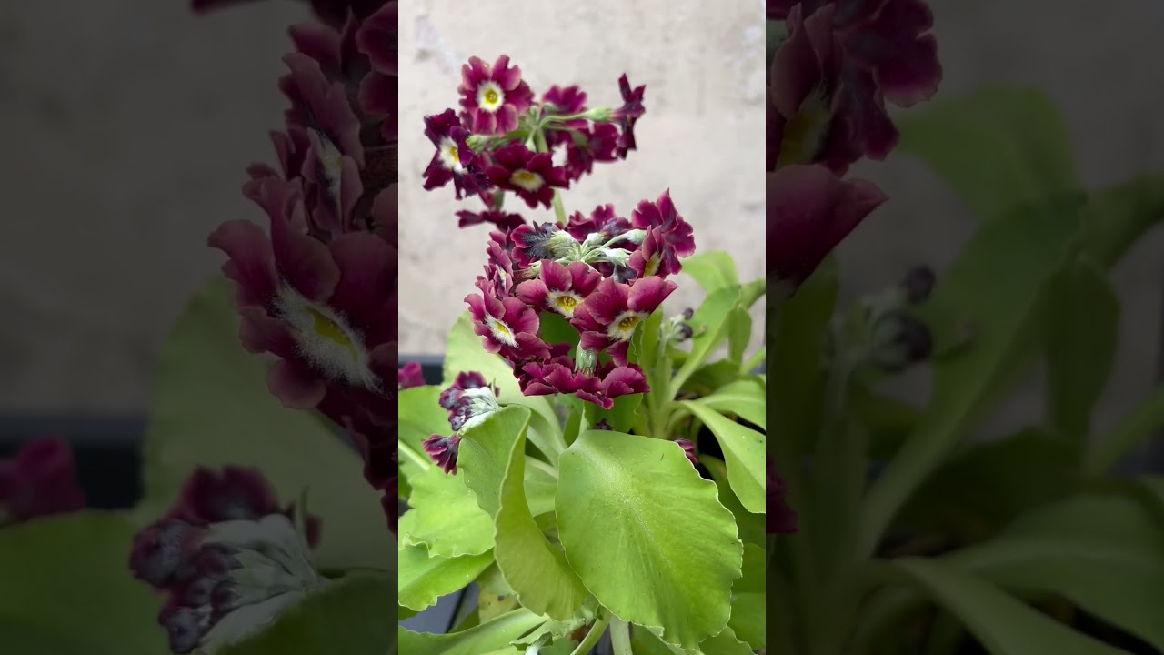 Auricula at a Borders home