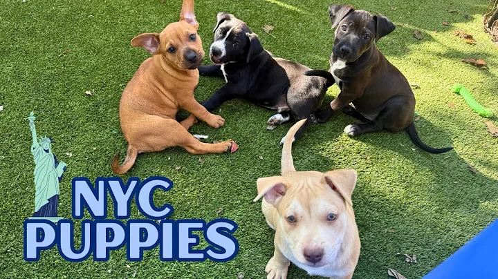 Big City Pups Seeking Loving Homes!