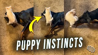Little Puppy Instinctively Humps Dog’s Face