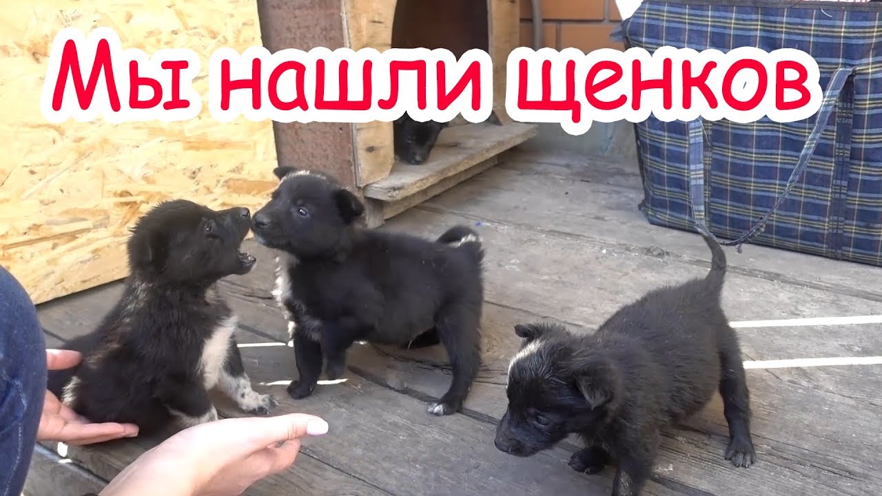 Подбросили 4 щенков в коробке