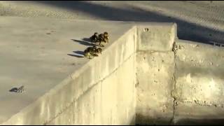 Brave Ducklings Take Leap of Faith