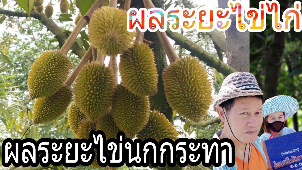 🍈ทุเรียนผลระยะไข่นกกระทา ไข่ไก่