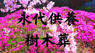 芝桜庭園樹木葬│芝桜の庭│樹木葬の芝桜は５分咲きです｜奈良県速成寺