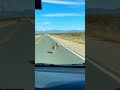 💥🐦 Real-Life Cartoon! Coyote Chases Roadrunner! His Speed Is Hacked! #wildlife