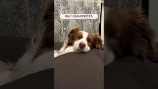 眠りに入るボーダーコリーが可愛すぎて尊い… #ボーダーコリー