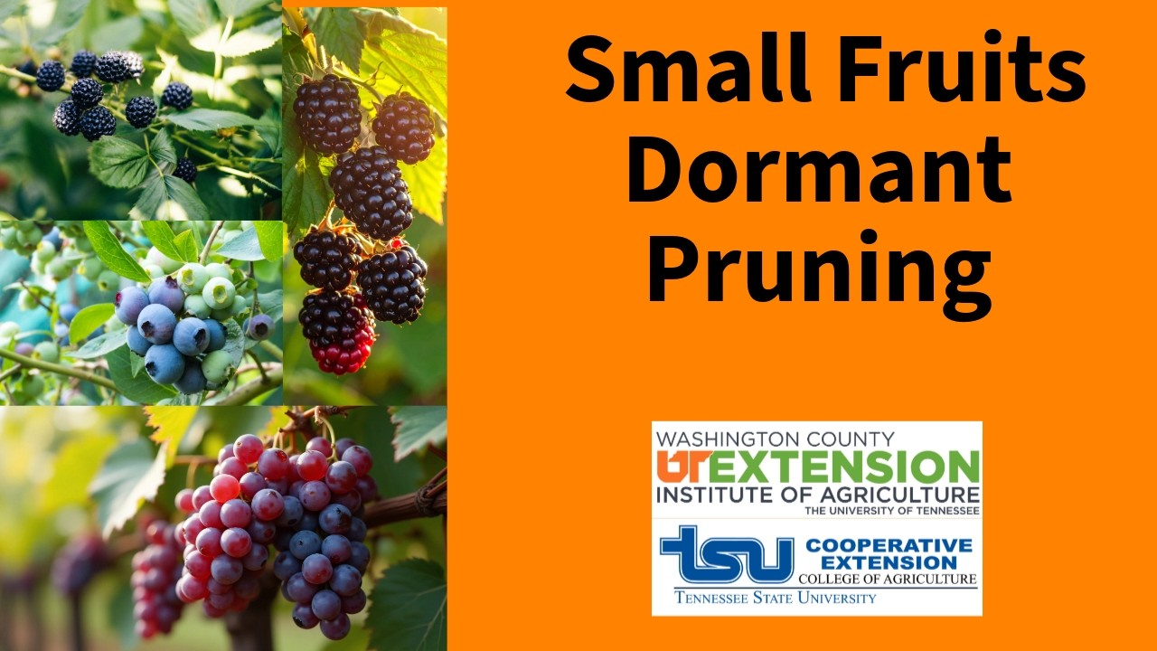 Small Fruits Dormant Pruning