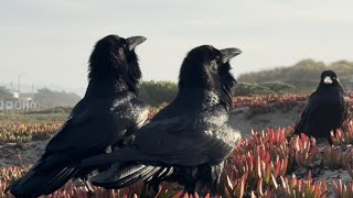 Raven Beak Clicks Ocean Beach Dunes San Francisco 