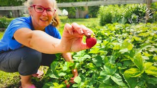 Full Garden TOUR | Early June | Lets Plant More!