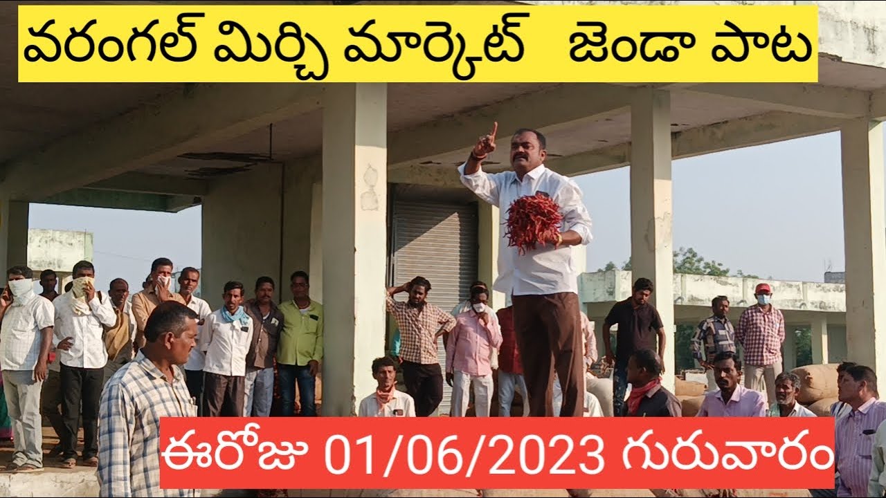 0/1/06/23/Today warangal mirchi market price warangal mirchi market rete today mirchi YouTube