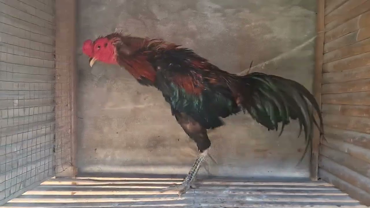 Main kandang kakak  saya Pak Guru yang ayam  trahan semua ini guys#ayamberkualitas #ayambangkok