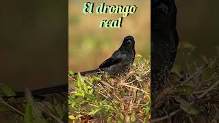 las Aves y su Canto El drongo real #bird #cantodeaves #pajaros #relaxing #aves #canto #drongo screenshot 3