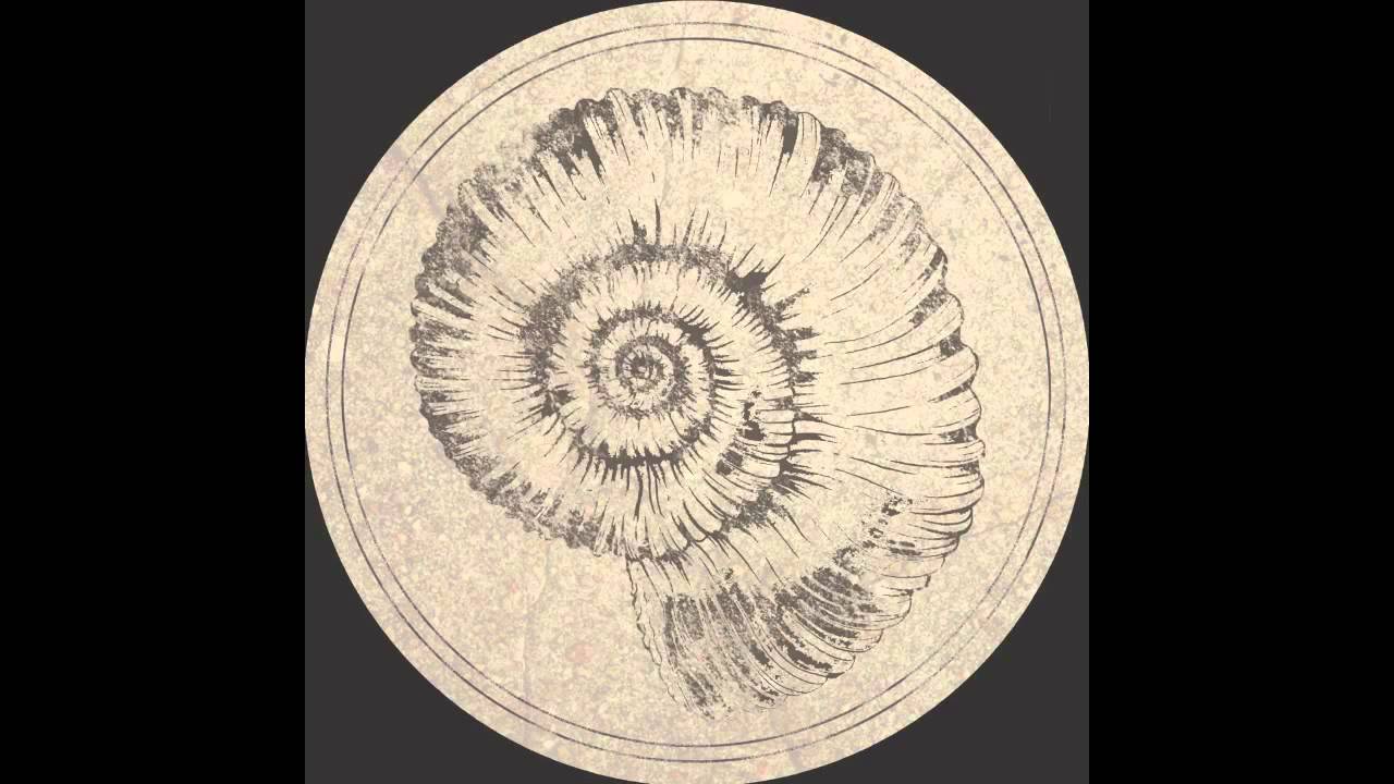 Roberto - Perisphinctes [Fossil Archive 003]