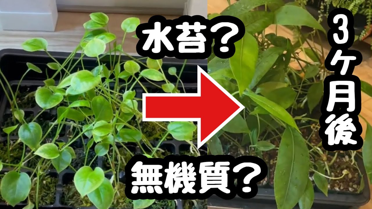 用土による成長の違いを3ヶ月間検証してみた！【水苔と無機質】#アンスリウムグラシレ#水苔#無機質用土#622
