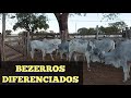 APARTANDO BEZERROS PARA VENDER! Melhoramento Genético é Fundamental na Pecuária Atual.