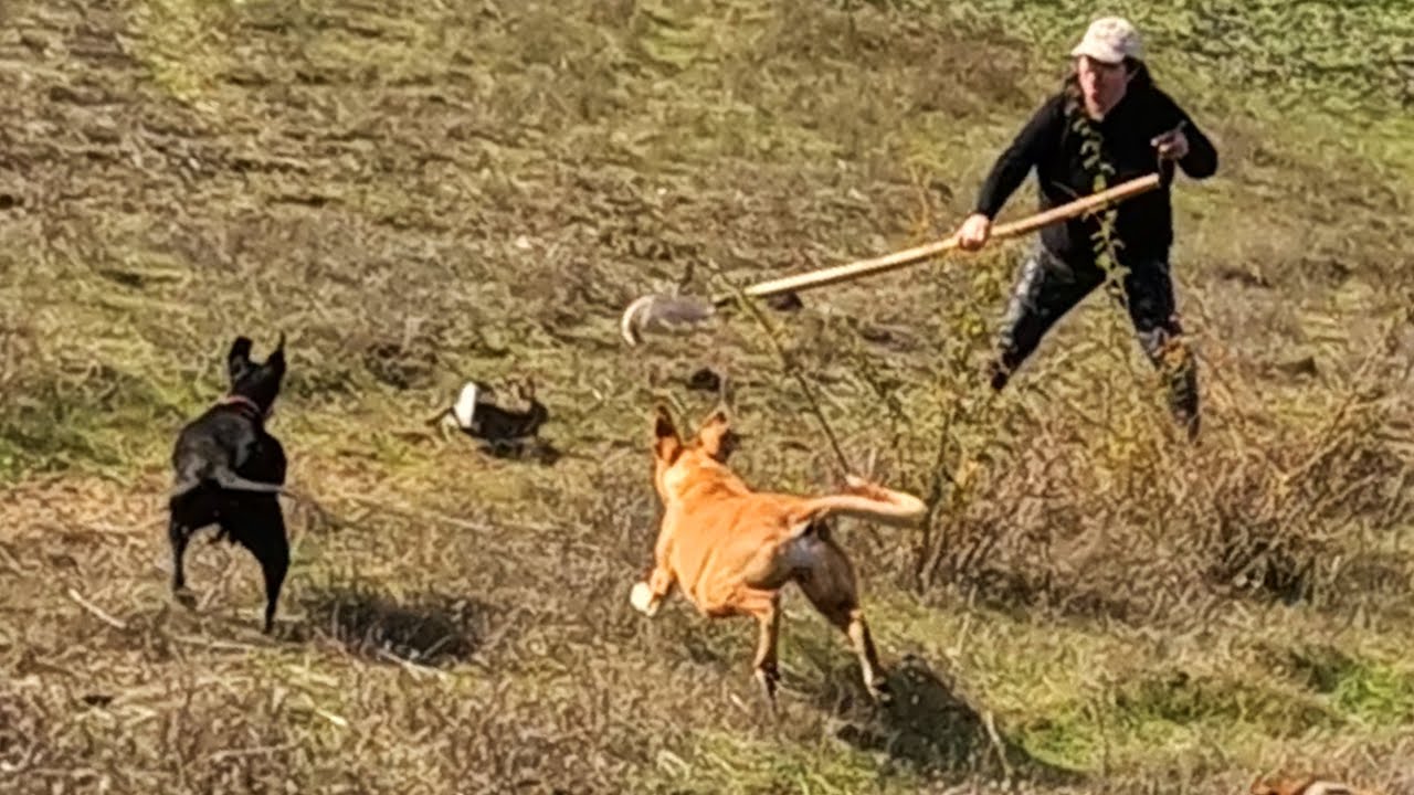 Cacería de Conejos Hasta con mi Madre | El primero del Sirio!