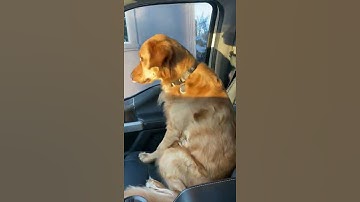 Thumbnail of Dog looks betrayed when he realizes he's at the Vet.