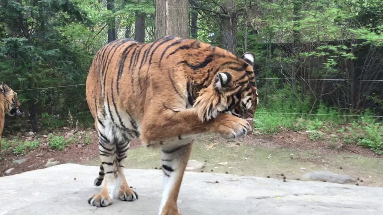 Zoo in korea - YouTube