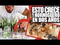 ESTO ES LO QUE CRECE UN HORMIGUERO EN 2 AÑOS  😱 Hormigas Messor barbarus