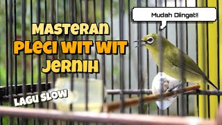 Zosterops Chirping Therapy (wit wit) | Slow Song, Your Zosterops Easy to Remember!