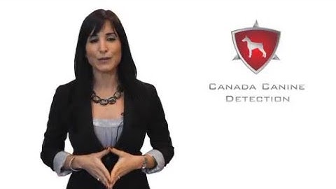 Bed bug dog Toronto - Watch this K9 bed bug detection dog in action!