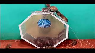 Diy Homemade 5 Videos Mouse Traps - 5 Bucket Mouse Trap - Rat Trap Catch Mouse - Electric Mouse Trap